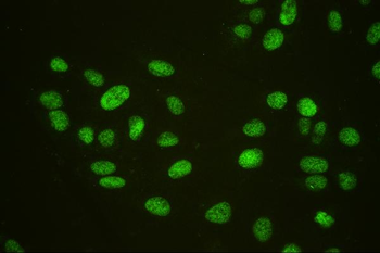 Anti-HAUSP/USP7 Antibody (monoclonal, 5E2)