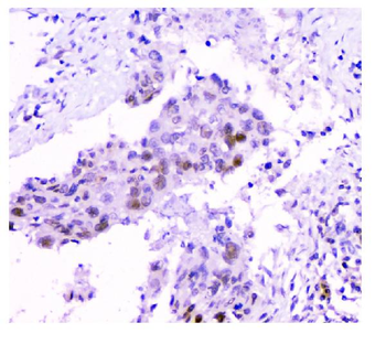 Anti-HAUSP/USP7 Antibody (monoclonal, 5E2)