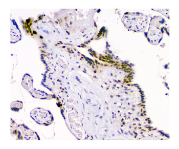 Anti-HAUSP/USP7 Antibody (monoclonal, 5E2)