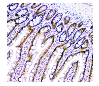 Anti-HAUSP/USP7 Antibody (monoclonal, 5E2)