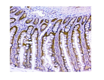 Anti-HAUSP/USP7 Antibody (monoclonal, 5E2)