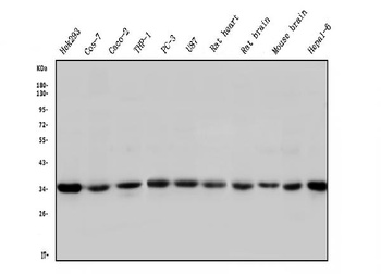 STUB1 Antibody (monoclonal, 13I8)