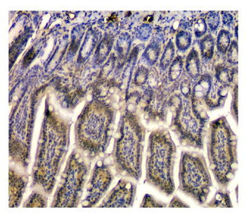 Anti-STUB1 Antibody (monoclonal, 13I8)
