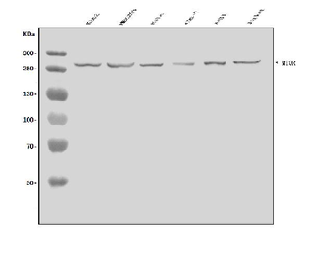 mTOR/MTOR Rabbit Polyclonal Antibody