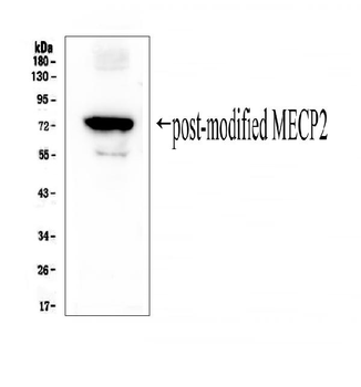 Anti-MECP2 Antibody