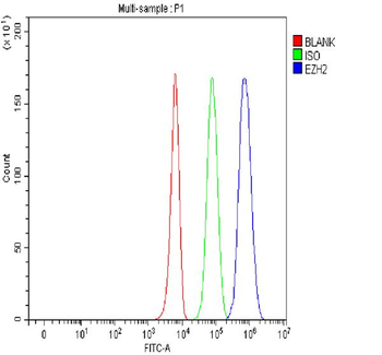KMT6/EZH2 Rabbit Polyclonal Antibody