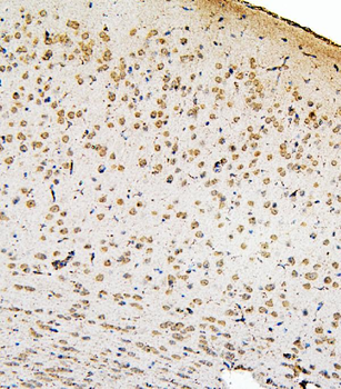 SMAD2 Antibody