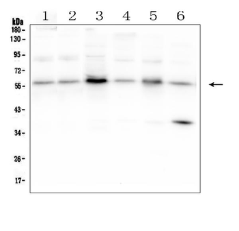 SMAD2 Antibody