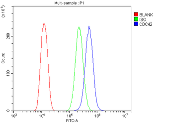 Anti-CDC42 Antibody