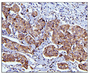 Anti-CDC42 Antibody