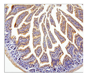 Anti-CDC42 Antibody