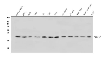 Anti-CDC42 Antibody