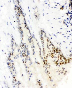 Anti-SOX9 Antibody
