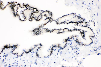 Anti-SOX9 Antibody