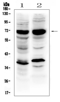 Anti-SOX9 Antibody