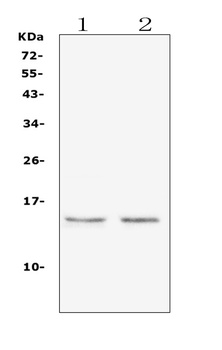 Histone H2A.X/H2AFX Antibody
