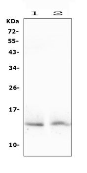 Histone H2A.X/H2AFX Antibody
