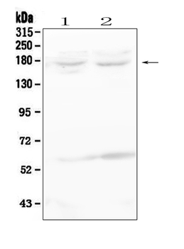 Anti-RET Antibody