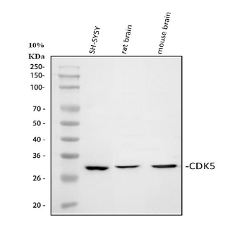 Anti-CDK5 Antibody