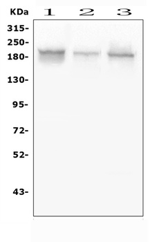 Zinc finger protein GLI2 GLI2 Antibody