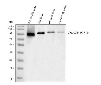 Plasminogen/PLG Rabbit Polyclonal Antibody