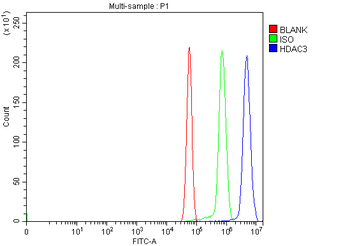 HDAC3 Rabbit Polyclonal Antibody