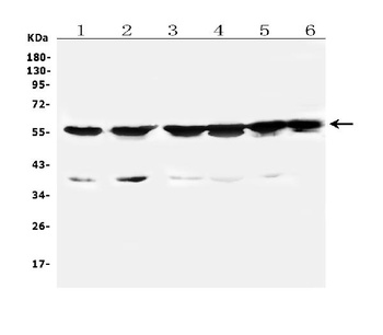 Cytochrome P450 2B6/CYP2B6 Antibody