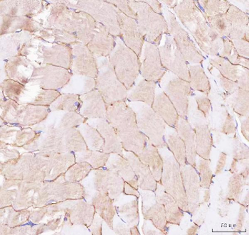 Caveolin-3/CAV3 Antibody