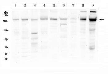 Anti-HDAC5 Antibody