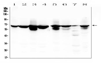 Anti-Lamin B Receptor/LBR Antibody