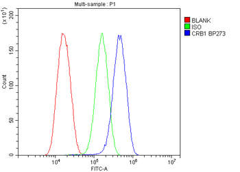 CRB1 Antibody
