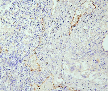 Anti-eNOS/NOS3 Antibody