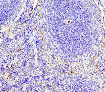 Anti-eNOS/NOS3 Antibody