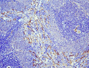 Anti-eNOS/NOS3 Antibody