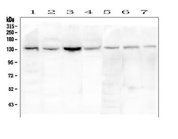 Anti-eNOS/NOS3 Antibody