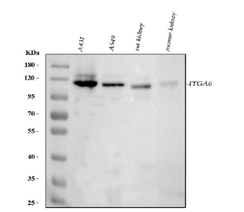 Integrin alpha 6/ITGA6 Antibody