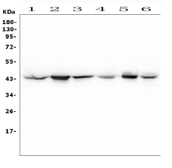MEK4/MAP2K4 Antibody