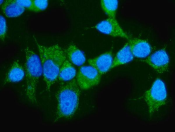 Anti-ARAF Antibody