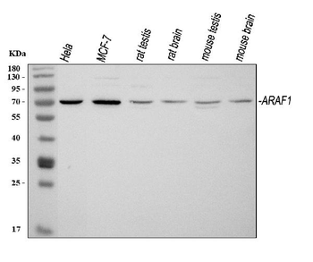 Anti-ARAF Antibody