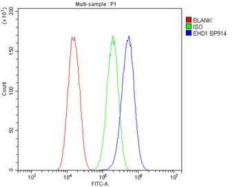 Anti-EHD1 Antibody
