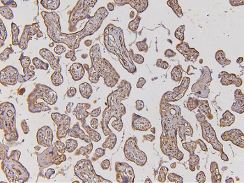 Anti-EHD1 Antibody