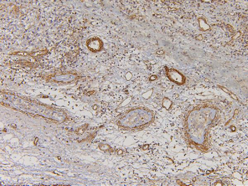 Anti-EHD1 Antibody