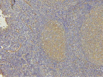 Anti-EHD1 Antibody