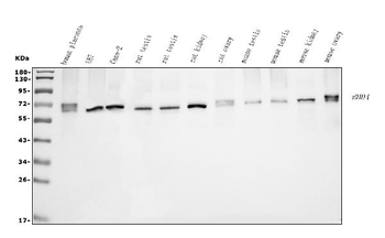 Anti-EHD1 Antibody