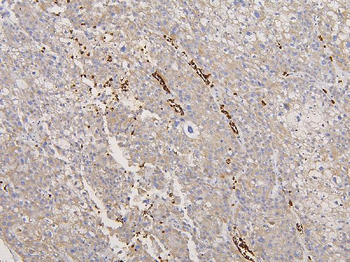 Glycophorin A/GYPA Antibody