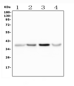 Anti-Glycophorin A/GYPA Antibody
