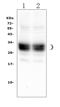 Anti-CD8 alpha/Cd8a Antibody