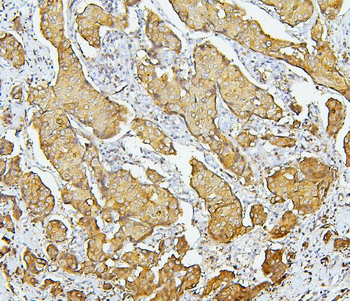 Anti-EBP50/NHERF-1/SLC9A3R1 Antibody