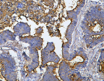 Anti-MUC13 Antibody