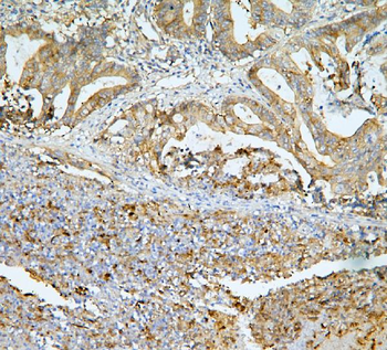 Anti-MUC13 Antibody